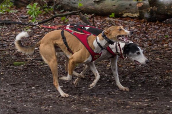 Second Skin Harness - Red Harness Two Dogs